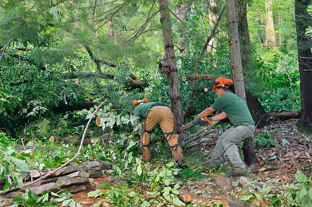 Best Tree Care Services  in Dunstan, ME